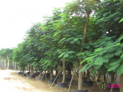 凤凰木